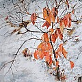 Winter Ash