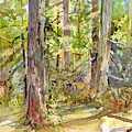 A Stand of Trees